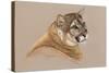 Cougar-Barbara Keith-Stretched Canvas