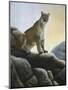 Cougar-Rusty Frentner-Mounted Premium Giclee Print