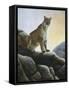 Cougar-Rusty Frentner-Framed Stretched Canvas