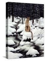 Cougar-Jeff Tift-Stretched Canvas