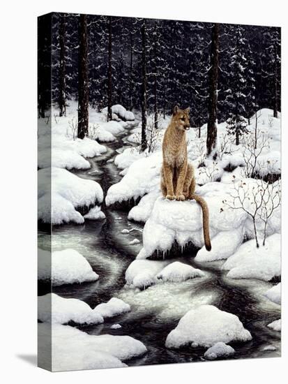Cougar-Jeff Tift-Stretched Canvas