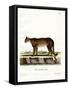 Cougar-null-Framed Stretched Canvas