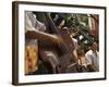 Counterbass with Trumpet Player, Part of Traditional Band Playing in a Cafe, Habana Vieja, Cuba-Eitan Simanor-Framed Photographic Print