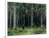 Countess Mordvinov's Forest, 1891-Ivan Ivanovitch Shishkin-Framed Giclee Print