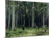 Countess Mordvinov's Forest, 1891-Ivan Ivanovitch Shishkin-Mounted Giclee Print