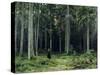 Countess Mordvinov's Forest, 1891-Ivan Ivanovitch Shishkin-Stretched Canvas