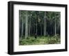 Countess Mordvinov's Forest, 1891-Ivan Ivanovitch Shishkin-Framed Giclee Print