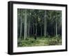 Countess Mordvinov's Forest, 1891-Ivan Ivanovitch Shishkin-Framed Giclee Print