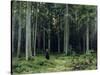 Countess Mordvinov's Forest, 1891-Ivan Ivanovitch Shishkin-Stretched Canvas