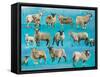 Counting Sheep-Alex Williams-Framed Stretched Canvas