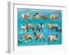 Counting Sheep-Alex Williams-Framed Giclee Print