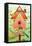 Country Birdhouse-Julie Goonan-Framed Stretched Canvas