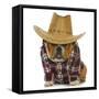 Country Dog - English Bulldog Puppy Dressed Up In Western Clothes And Hat On White Background-Willee Cole-Framed Stretched Canvas