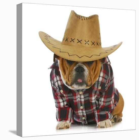 Country Dog - English Bulldog Puppy Dressed Up In Western Clothes And Hat On White Background-Willee Cole-Stretched Canvas