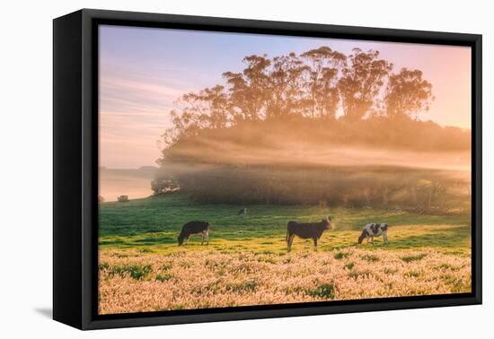 Country Farm and Morning Light, Rural Scene, Mist and Fog, Petaluma-Vincent James-Framed Stretched Canvas