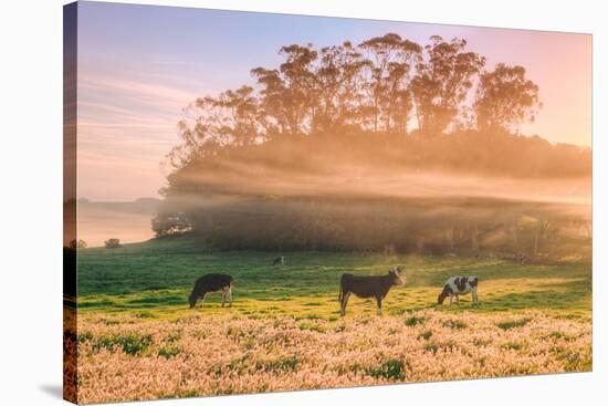 Country Farm and Morning Light, Rural Scene, Mist and Fog, Petaluma-Vincent James-Stretched Canvas