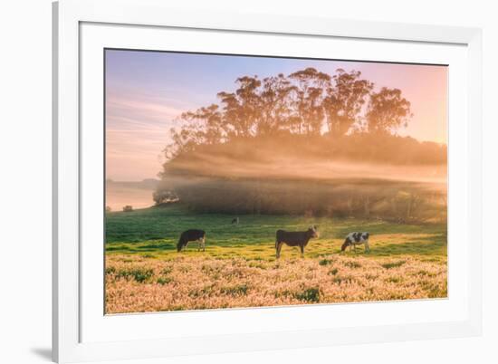 Country Farm and Morning Light, Rural Scene, Mist and Fog, Petaluma-Vincent James-Framed Photographic Print