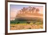 Country Farm and Morning Light, Rural Scene, Mist and Fog, Petaluma-Vincent James-Framed Photographic Print