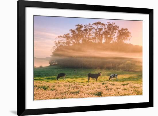 Country Farm and Morning Light, Rural Scene, Mist and Fog, Petaluma-Vincent James-Framed Photographic Print