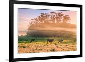 Country Farm and Morning Light, Rural Scene, Mist and Fog, Petaluma-Vincent James-Framed Photographic Print