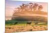 Country Farm and Morning Light, Rural Scene, Mist and Fog, Petaluma-Vincent James-Mounted Photographic Print