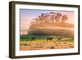 Country Farm and Morning Light, Rural Scene, Mist and Fog, Petaluma-Vincent James-Framed Photographic Print