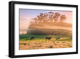 Country Farm and Morning Light, Rural Scene, Mist and Fog, Petaluma-Vincent James-Framed Photographic Print