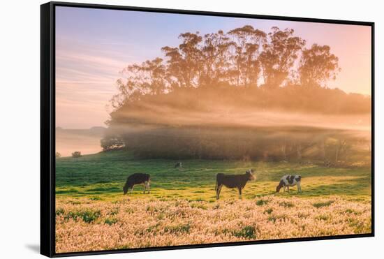 Country Farm and Morning Light, Rural Scene, Mist and Fog, Petaluma-Vincent James-Framed Stretched Canvas