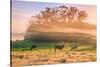 Country Farm and Morning Light, Rural Scene, Mist and Fog, Petaluma-Vincent James-Stretched Canvas