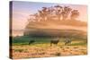 Country Farm and Morning Light, Rural Scene, Mist and Fog, Petaluma-Vincent James-Stretched Canvas