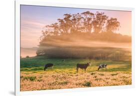 Country Farm and Morning Light, Rural Scene, Mist and Fog, Petaluma-Vincent James-Framed Photographic Print