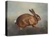 Country Hare-Julia Purinton-Stretched Canvas