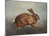 Country Hare-Julia Purinton-Mounted Art Print