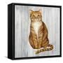 Country Kitty II on Wood-David Cater Brown-Framed Stretched Canvas