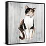 Country Kitty III on Wood-David Cater Brown-Framed Stretched Canvas