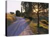 Country Lane at Sunrise, with Sun Shining Through Trees, Near Pienza, Tuscany, Italy, Europe-Lee Frost-Stretched Canvas