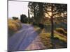 Country Lane at Sunrise, with Sun Shining Through Trees, Near Pienza, Tuscany, Italy, Europe-Lee Frost-Mounted Photographic Print