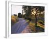 Country Lane at Sunrise, with Sun Shining Through Trees, Near Pienza, Tuscany, Italy, Europe-Lee Frost-Framed Photographic Print