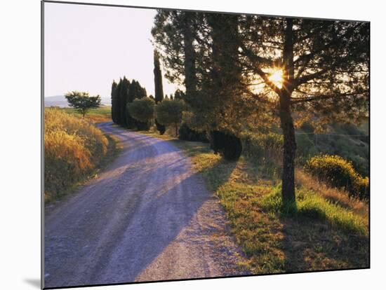 Country Lane at Sunrise, with Sun Shining Through Trees, Near Pienza, Tuscany, Italy, Europe-Lee Frost-Mounted Photographic Print