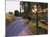 Country Lane at Sunrise, with Sun Shining Through Trees, Near Pienza, Tuscany, Italy, Europe-Lee Frost-Mounted Photographic Print