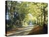 Country Lane Cotswolds England-null-Stretched Canvas