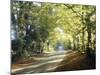 Country Lane Cotswolds England-null-Mounted Photographic Print