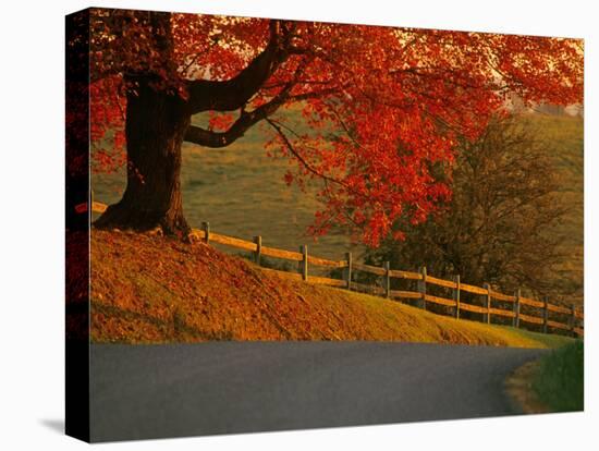 Country Lane, Faquier County, Virginia, USA-Kenneth Garrett-Stretched Canvas