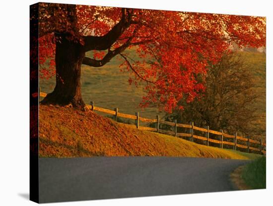 Country Lane, Faquier County, Virginia, USA-Kenneth Garrett-Stretched Canvas