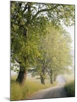 Country Lane, Great Smokey Mountains National Park, Tennessee, USA-Adam Jones-Mounted Photographic Print