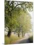 Country Lane, Great Smokey Mountains National Park, Tennessee, USA-Adam Jones-Mounted Photographic Print