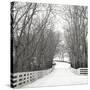 Country Lane in Winter-Nicholas Bell-Stretched Canvas