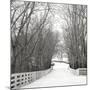 Country Lane in Winter-Nicholas Bell-Mounted Photographic Print