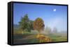 Country Lane Through the Meadows of the Eastern Rhšn Near Breitungen, Fog, Decreasing Moon-Uwe Steffens-Framed Stretched Canvas