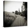 Country Lane with Cypress Trees in Early Morning Sunlight, San Quirico D'Orcia, Tuscany, Italy-Lee Frost-Stretched Canvas